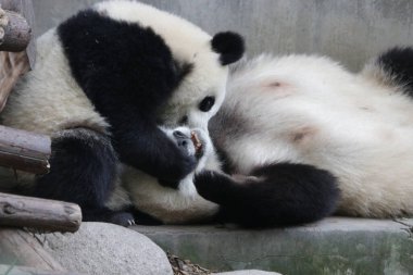 Şirin Dev Pandanın portresi, Chengdu Panda Üssü, Çin
