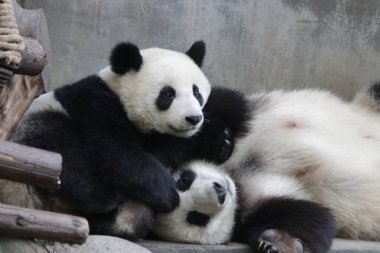 Anne Pandanın Değerli Anı ve Yavru Panda annesini uyandırmaya çalışıyor, Chengdu Panda Üssü.