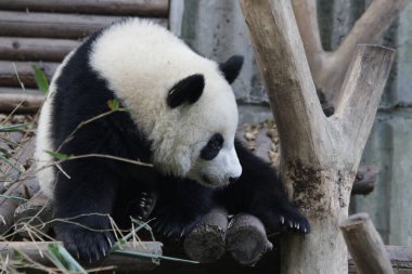 Chengdu Panda Üssü, Çin 'de sevimli bir panda.