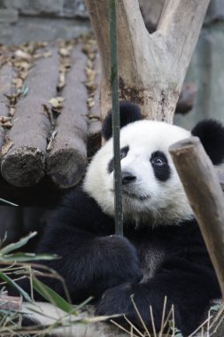Şirin küçük panda Bambu Çubuğu, Chengdu Panda Üssü, Çin 'le oynuyor.