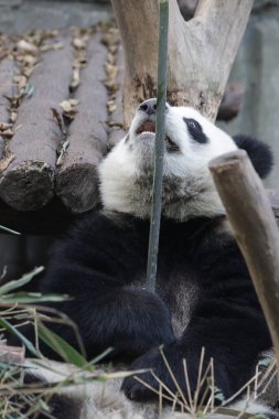 Chengdu Panda Üssü, Çin 'de sevimli bir panda.