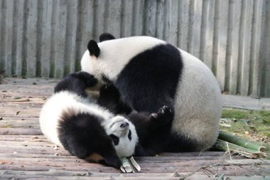 Panda Ana 'nın Değerli Anı ve Yavrusu, Chengdu Panda Üssü, Çin