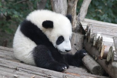 Küçük bebek panda şu ağacın altında oturuyor, Chengdu Panda Üssü, Çin
