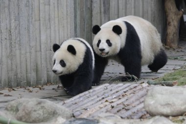 Anne Panda ve yavrusunun değerli anı, anne yavrusu Chengdu Panda Üssü, Çin 'i takip ediyor.