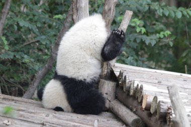 Küçük Bebek Panda 'nın Komik Pozu, Küçük Panda Başı Yapıyor, Chengdu Panda Üssü, Çin