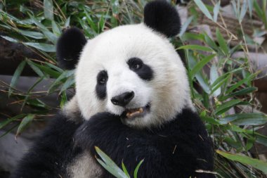 Mutlu Panda 'nın Yüzü, Chengdu Panda Üssü, Çin