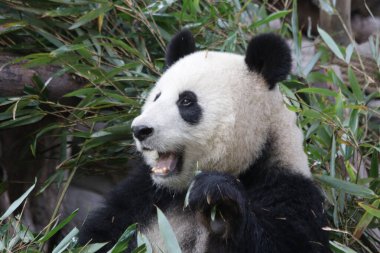Mutlu Panda 'nın Yüzü, Chengdu Panda Üssü, Çin
