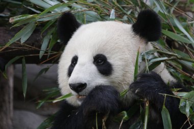 Mutlu Panda 'nın Yüzü, Chengdu Panda Üssü, Çin