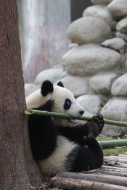 Şirin bebek panda Bambu, Chengdu Panda Üssü, Çin yemeği öğreniyor.