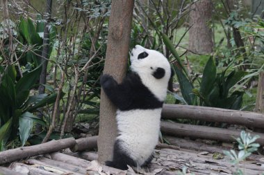 Bebek Panda ağaca tırmanmaya çalışıyor, Chengdu Panda Üssü, Çin