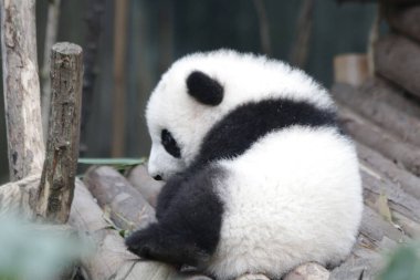 Şirin Fluffy Little Panda, Chengdu Panda üssü, Çin