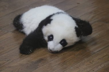 Çocuk odasındaki şirin bebek pandayı kapat, Chengdu Panda Üssü, Çin