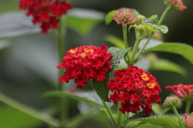 Baharda parlak renkli çiçekler, altın kumaş, çit çiçeği, Lantana, ağlayan lantana, beyaz adaçayı