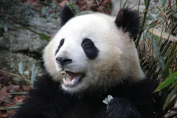 Close up Panda\'s Face, Chengdu Panda base, China