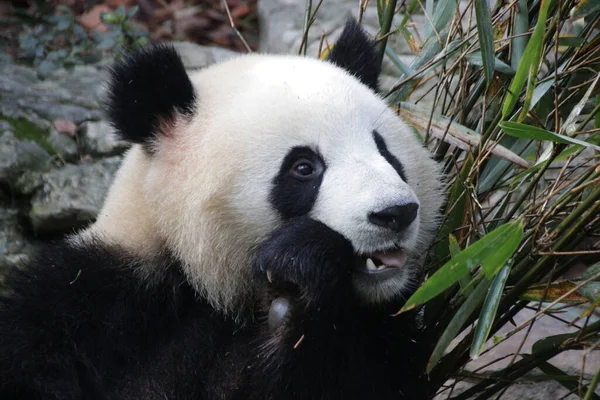 Zblízka Pandův Obličej Základna Chengdu Panda Čína — Stock fotografie