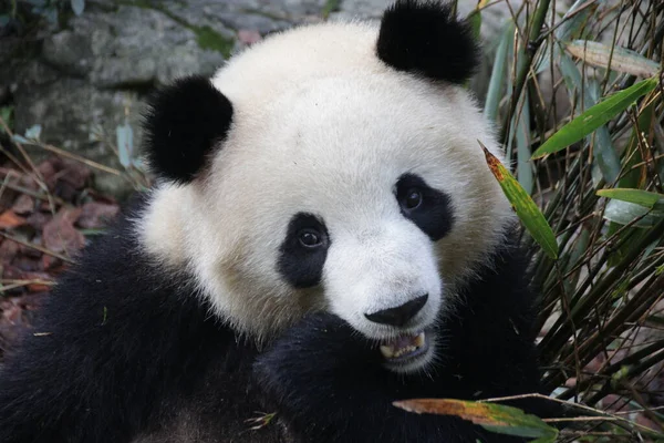 Close up Fluffy Face of Panda , Chengdu Panda Base, China