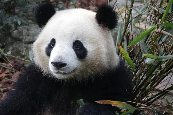 Close Pluizig Gezicht Van Panda Chengdu Panda Base China — Stockfoto
