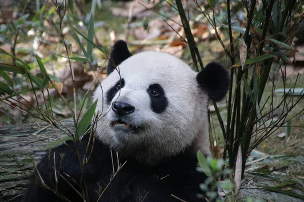 Panda 'nın Yumuşak Surat, Chengdu Panda Üssü, Çin