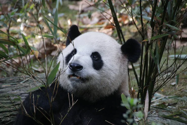 Close Fluffy Face Panda Chengdu Panda Base China — Stock Photo, Image