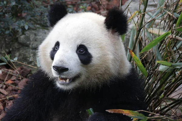 Close Fluffy Face Panda Chengdu Panda Base Κίνα — Φωτογραφία Αρχείου