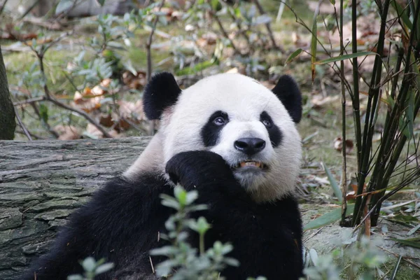 Vtipná Póza Obří Pandy Koulel Očima Čína — Stock fotografie