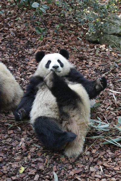 一只毛茸茸的胖胖的熊猫 躺在地上举起一条腿 — 图库照片