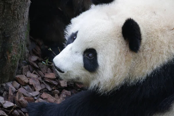 大熊猫脸特写 — 图库照片