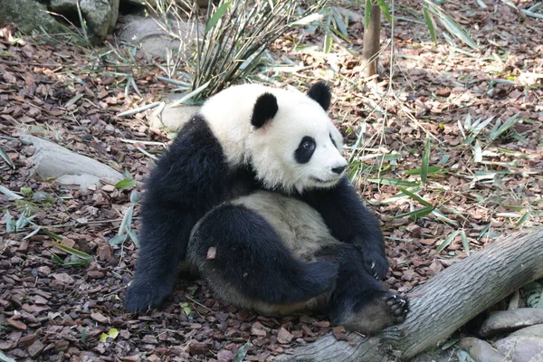 Funny Pose Giant Panda China — Stock fotografie