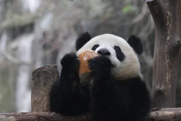 Close Bonito Nome Panda Mei Lan Aka Rou Rou Lobos — Fotografia de Stock