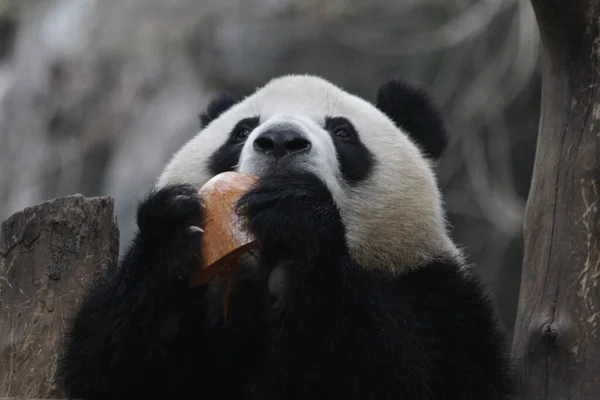 かわいいパンダの名前を閉じる 梅蘭別名柔ルーはカボチャを食べるのが大好き — ストック写真