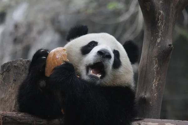 Zamknij Się Cute Panda Nazwa Mei Lan Aka Rou Rou — Zdjęcie stockowe