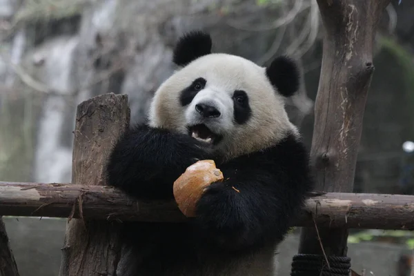 Close Bonito Nome Panda Mei Lan Aka Rou Rou Lobos — Fotografia de Stock