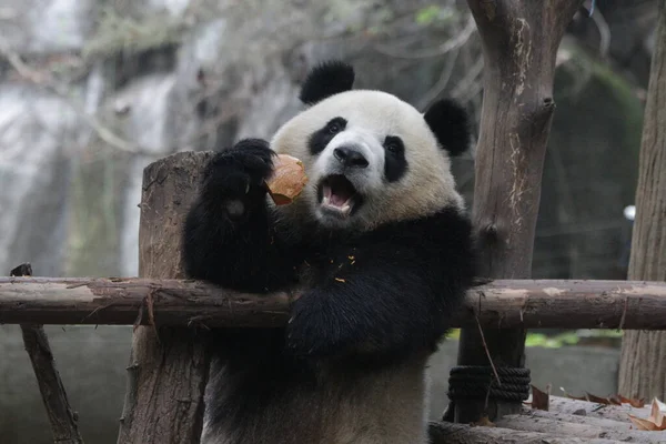 Close Roztomilý Panda Jméno Mei Lan Aka Rou Rou Wholoves — Stock fotografie