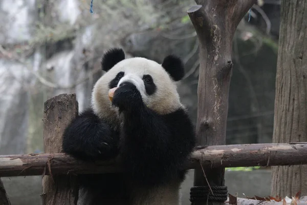 Fermer Nom Panda Mignon Mei Lan Aka Rou Rou Wholoves — Photo