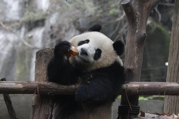关闭可爱熊猫的名字 也叫鹿露 吃南瓜 — 图库照片
