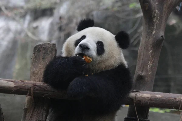 かわいいパンダの名前を閉じる 梅蘭別名柔ルーはカボチャを食べるのが大好き — ストック写真