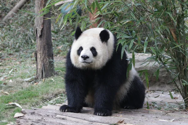 毛茸茸的熊猫姿势不错 成都熊猫基地 — 图库照片