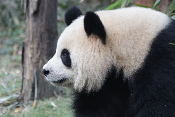 Close up Giant Panda , Yuan Run , Sitting on the Yard , Looking at the audience , Chengdu Panda Base, China