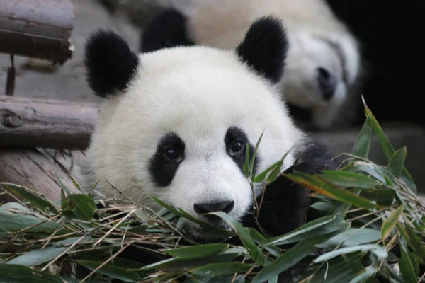 Zblízka Malá Panda Učí Jíst Bambusové Listy Chengdu Panda Základna — Stock fotografie