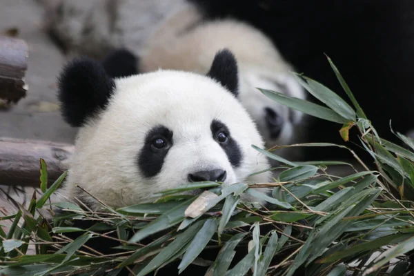Zblízka Malá Panda Učí Jíst Bambusové Listy Chengdu Panda Základna — Stock fotografie