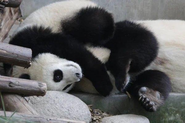 Kostbarer Moment Der Pandamutter Und Ihres Babys Chengdu Panda Base — Stockfoto