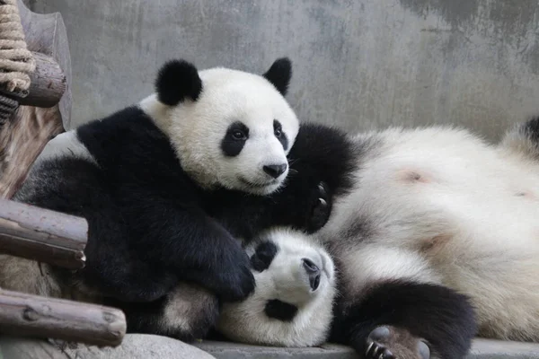 Precious Moment Mother Panda Her Cub Little Baby Panda Trying — Stock Photo, Image