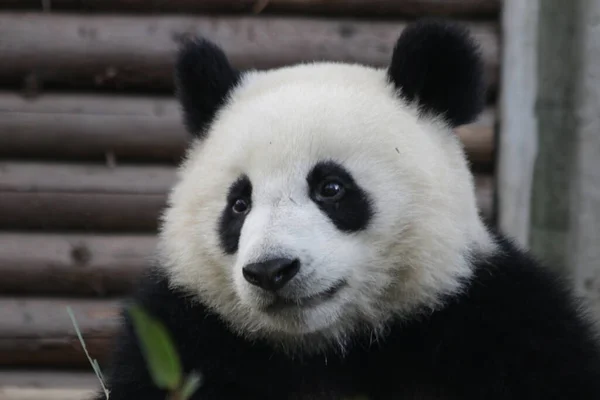 Close Cute Little Panda Face Chengdu Panda Base China — Stock Photo, Image