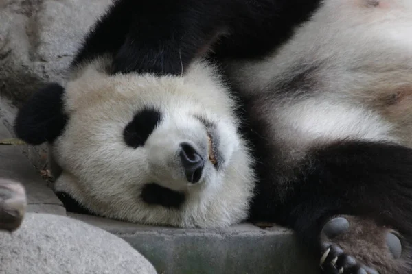 中国成都パンダ基地のふわふわの睡眠パンダを閉じます — ストック写真