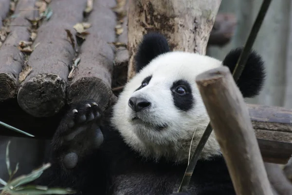 Roztomilá Malá Panda Hraje Bambusovou Tyčinkou Chengdu Panda Base Čína — Stock fotografie