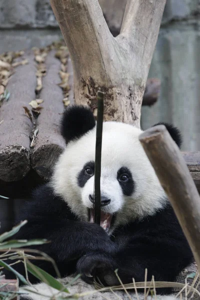 Niedlicher Kleiner Panda Spielt Mit Bambusstab Chengdu Panda Base China — Stockfoto