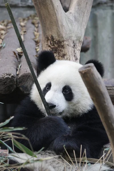 Schattig Klein Panda Spelen Met Bamboe Stok Chengdu Panda Base — Stockfoto