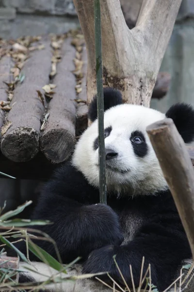 Panda Pequeno Bonito Está Jogando Com Vara Bambu Base Panda — Fotografia de Stock