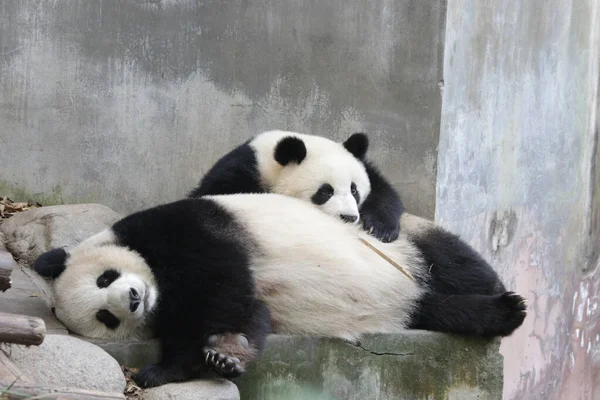 Moment Précieux Mère Panda Son Petit Base Chengdu Panda Chine — Photo