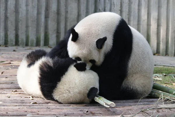 Precious Moment Mother Panda Her Cub Chengdu Panda Base China — Foto de Stock